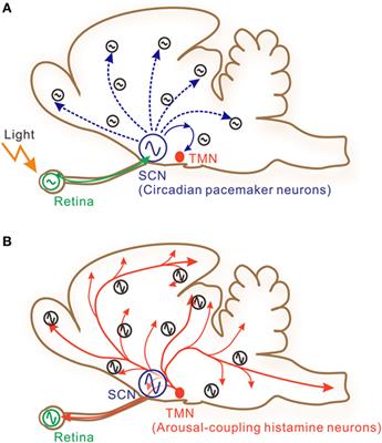 Histamine Regulates <mark class="highlighted">Molecular Clock</mark> Oscillations in Human Retinal Pigment Epithelial Cells via H1 Receptors